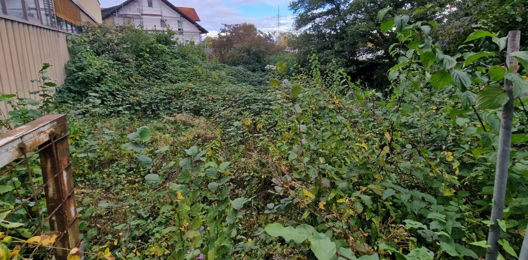 Vorher: Rodung eines verwilderten Grundstücks