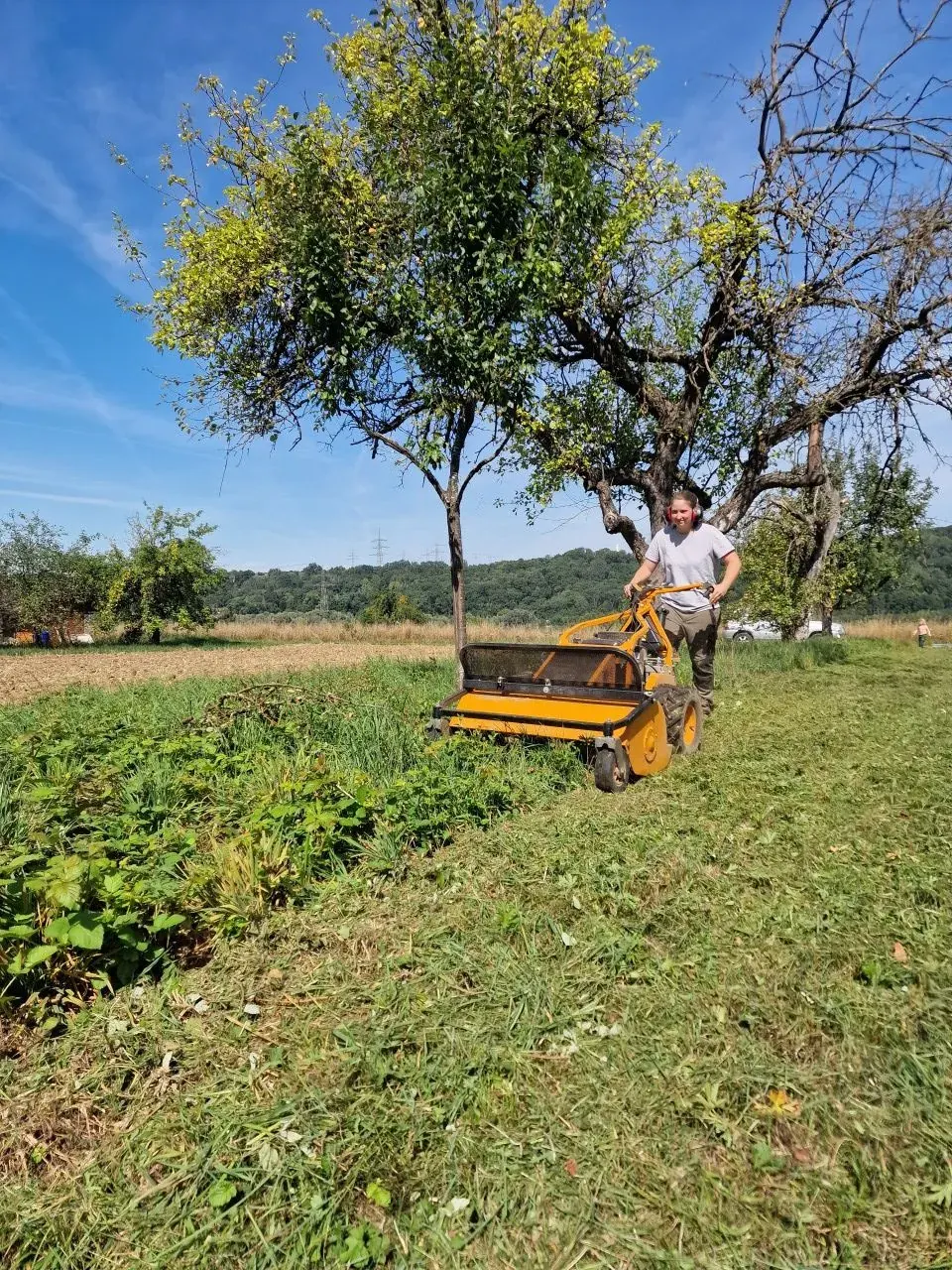 Mulcharbeiten unter einem Obstbaum auf einer Streuobstwiese